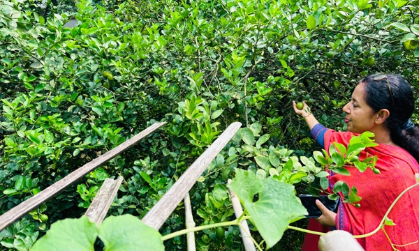 ঠাকুরগাঁও জেলা প্রশাসক যখন কৃষক : নিজ হাতে বিষমুক্ত সবজির চাষ