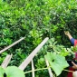 ঠাকুরগাঁও জেলা প্রশাসক যখন কৃষক : নিজ হাতে বিষমুক্ত সবজির চাষ
