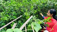 ঠাকুরগাঁও জেলা প্রশাসক যখন কৃষক : নিজ হাতে বিষমুক্ত সবজির চাষ