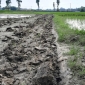 ঠাকুরগাঁওয়ের রুহিয়ায় চাষাবাদে বাধা দিয়ে জমি জবর দখলের চেষ্টার অভিযোগ